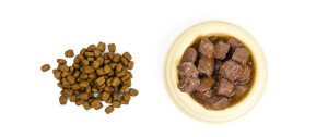 Dog food and cats isolated. Studio Photo