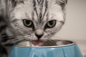 Koks maistas tinka alergiškoms katėms